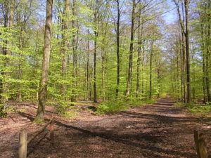 82 ha Forst und Eigenjagd in Nordthüringen | Evers Landmakler