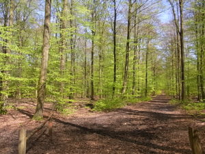 600 ha: Forst und Hochwildjagd in Deutschland | Evers Landmakler