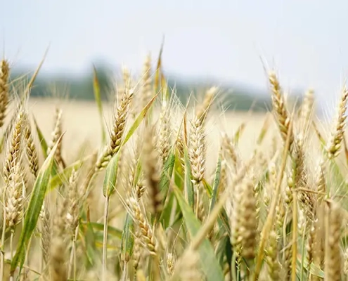 getreide sorten agrarfläche landwirtschaftliche flächen pachten anbauflächen deutschland kaufen pachten evers landmakler