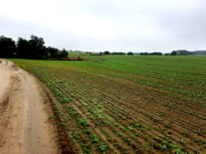 Objekt 5349 Perspektive Solarpark (1)
