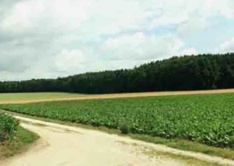 Objekt 5367 Ackerland in Schwaben Landkreis Günzburg Evers Landmakler